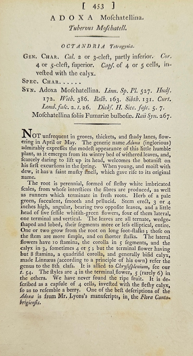Antique Botanical Print - James Sowerby - Adoxa Moschatellina - Moschatel - F1