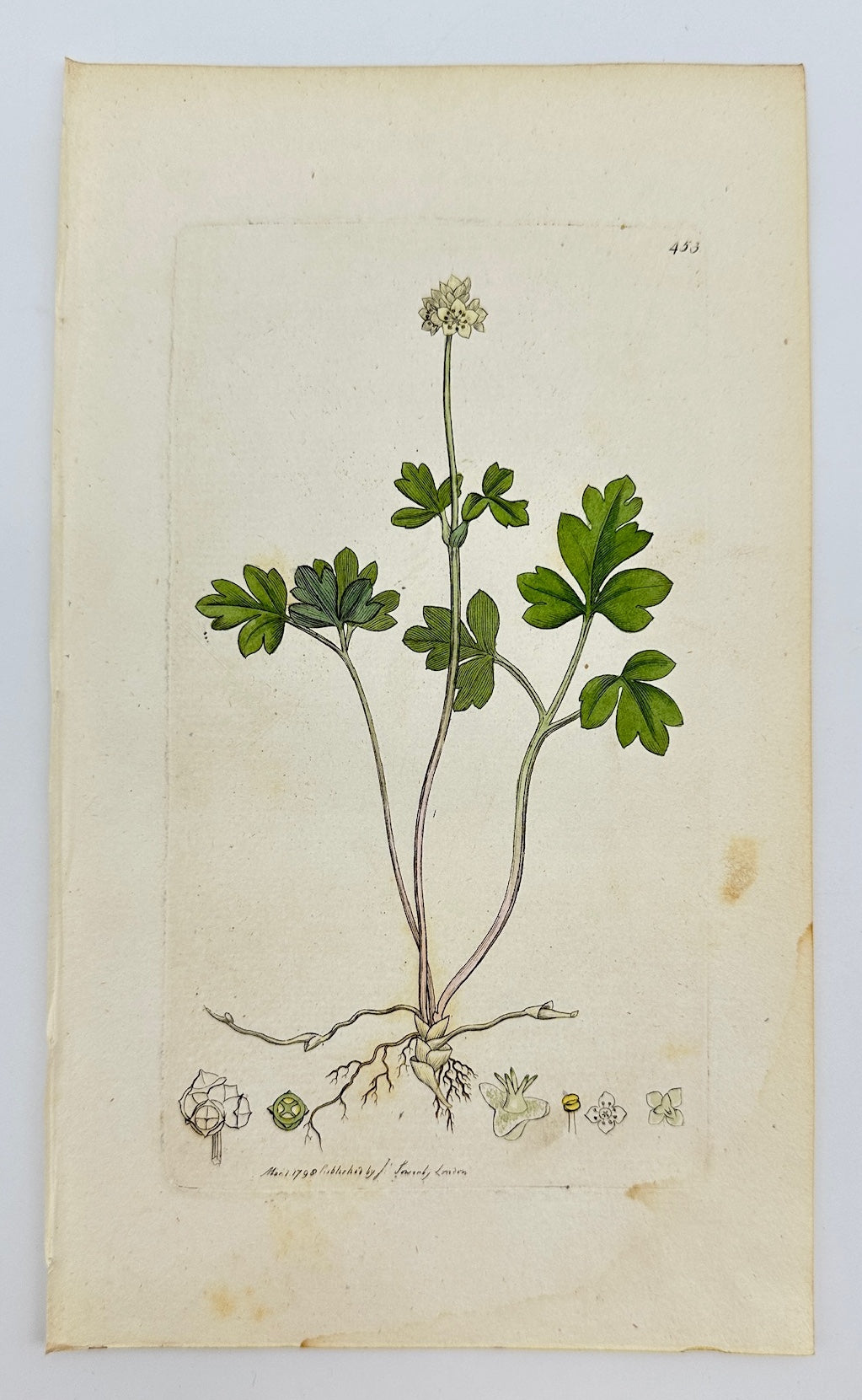 Antique Botanical Print - James Sowerby - Adoxa Moschatellina - Moschatel - F1