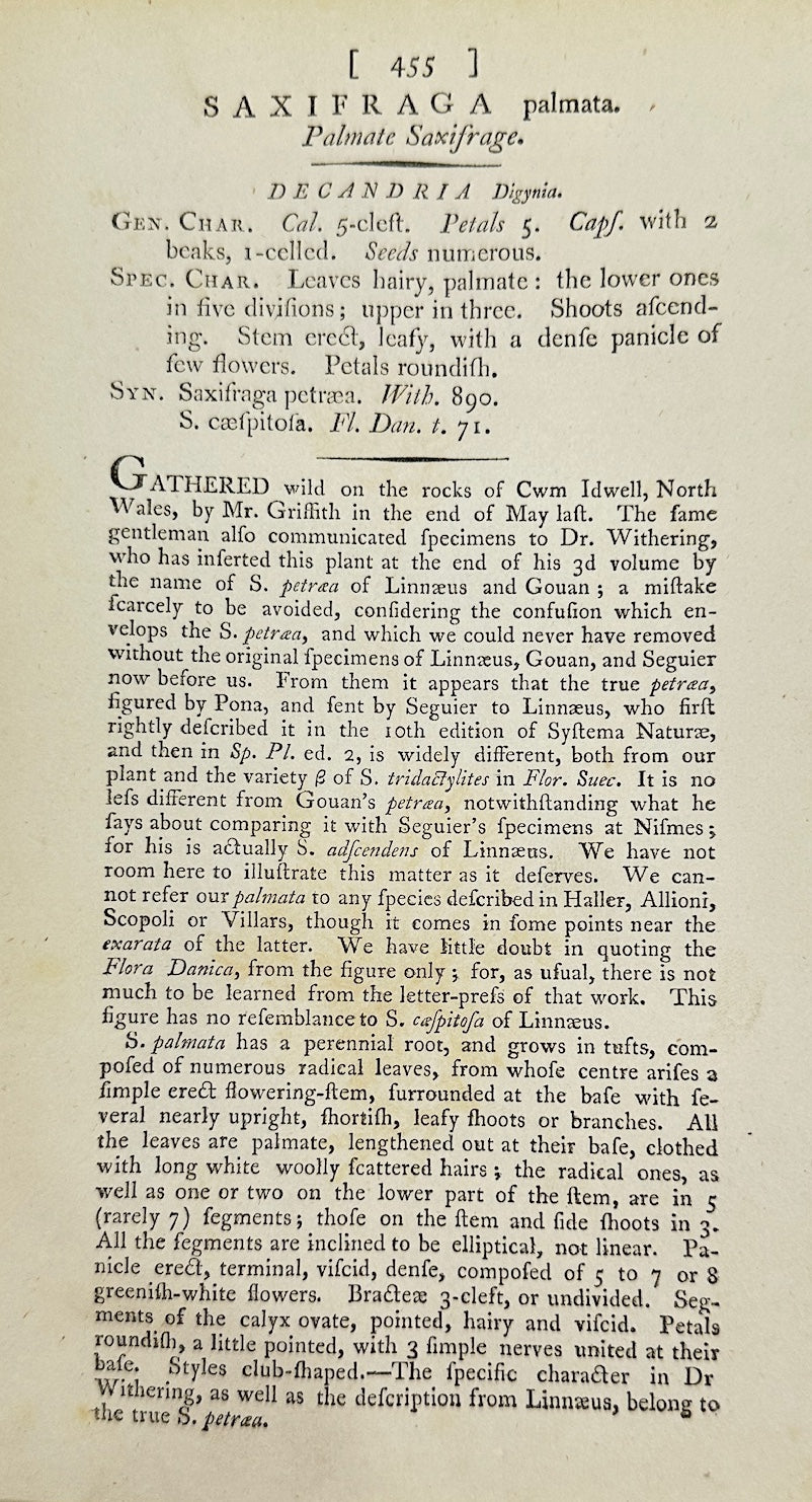 Antique Print - James Sowerby - Saxifraga Palmata - Palmate Saxifrage - F1