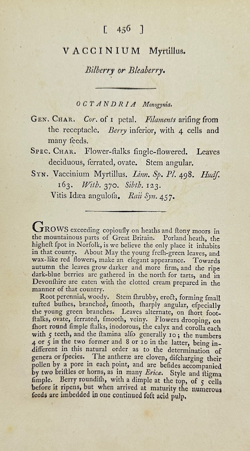 Antique Botanical Print - James Sowerby - Vaccinium Myrtillus - Bilberry - F1