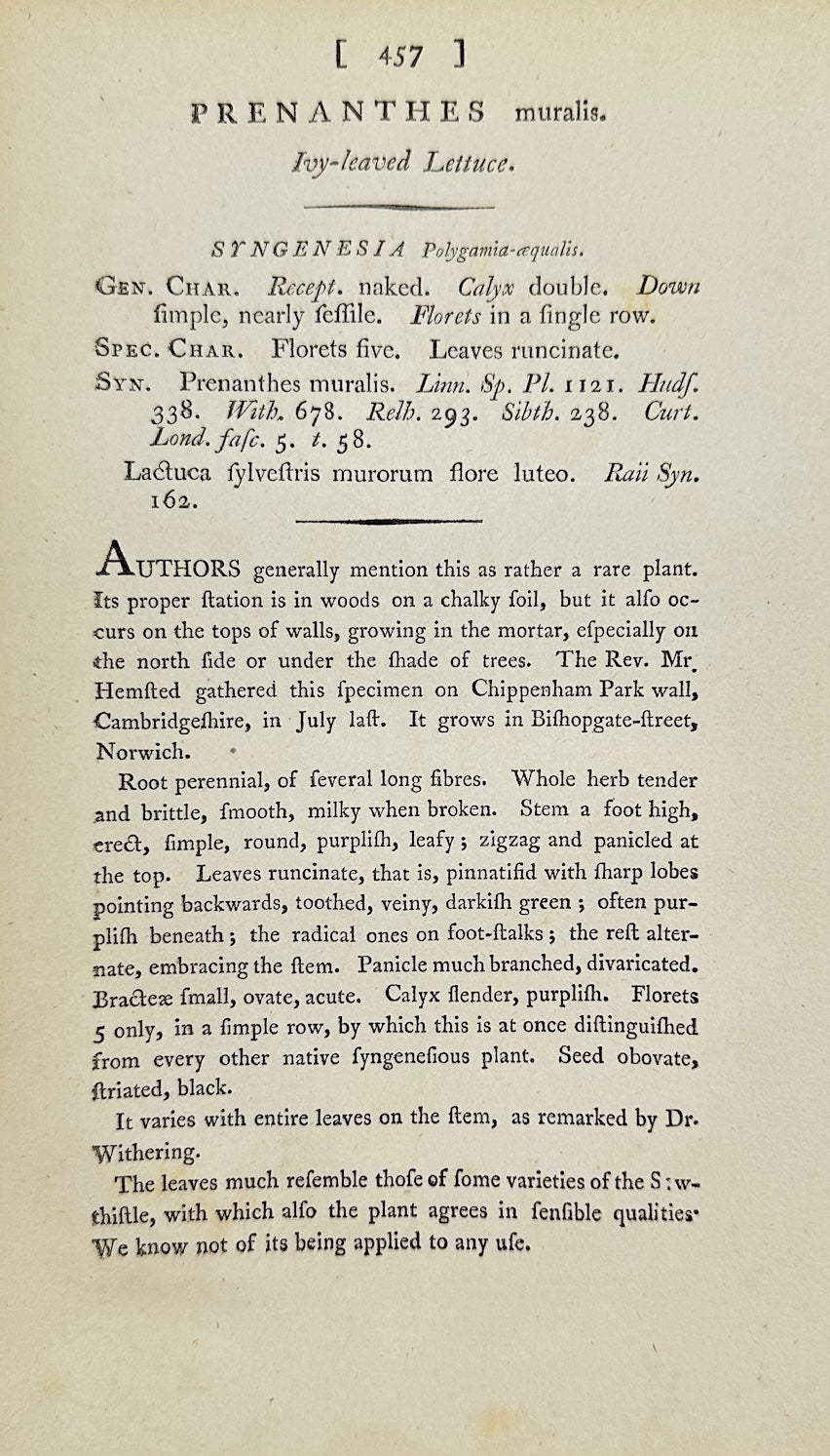 Antique Botanical Print - James Sowerby - Prenanthes Muralis - Wall Lettuce - F1