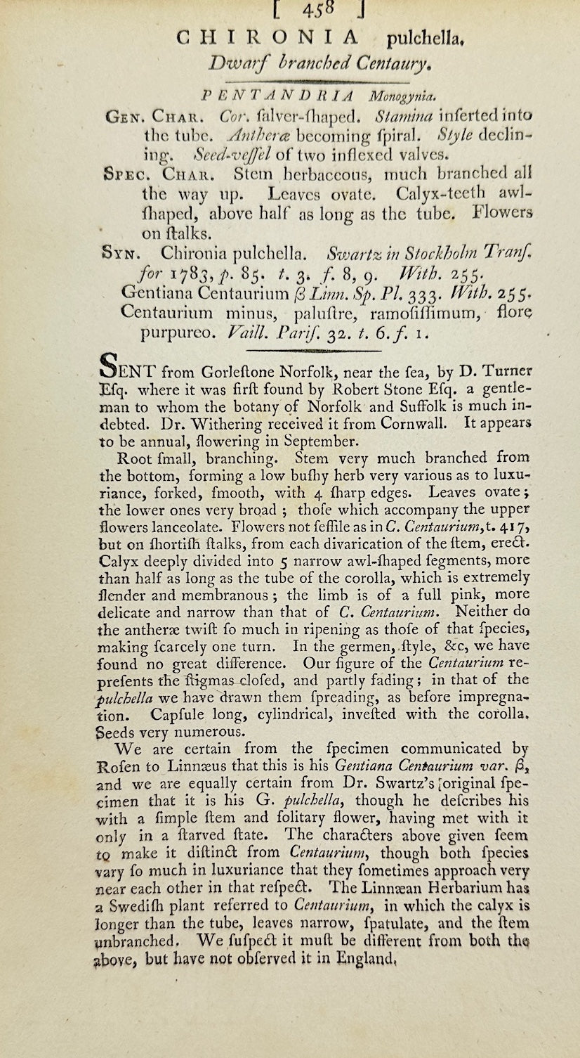 Antique Print - James Sowerby - Chironia Pulchella - Pretty Chironia - F1