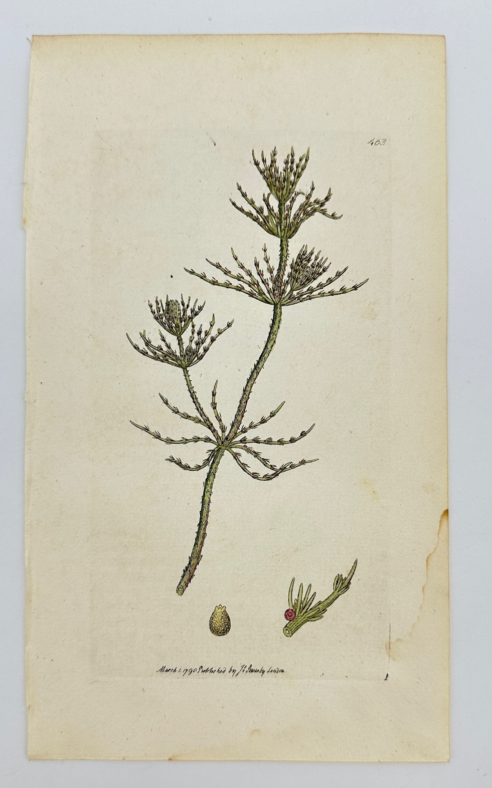 Antique Botanical Print - James Sowerby - Chara Hispida - Hispid Chara - F1