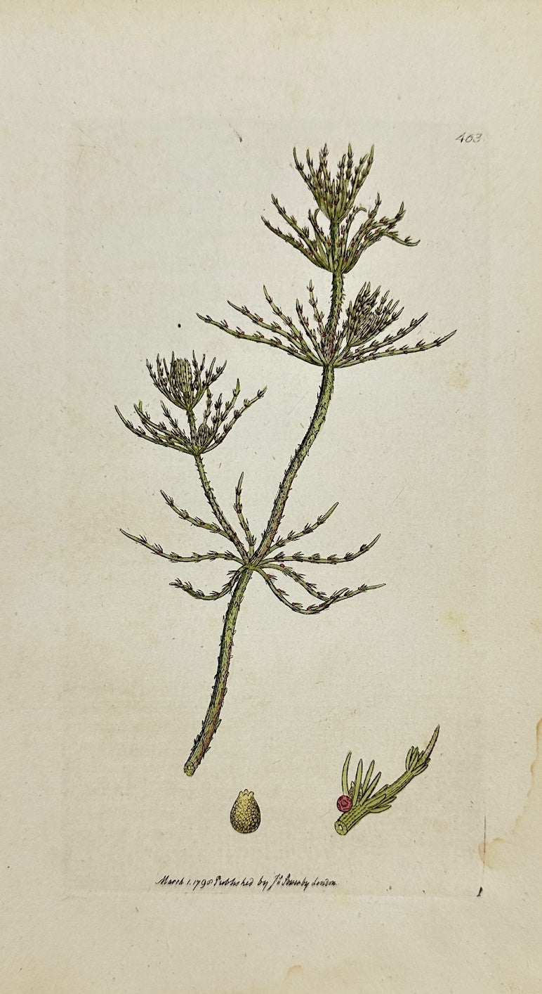 Antique Botanical Print - James Sowerby - Chara Hispida - Hispid Chara - F1