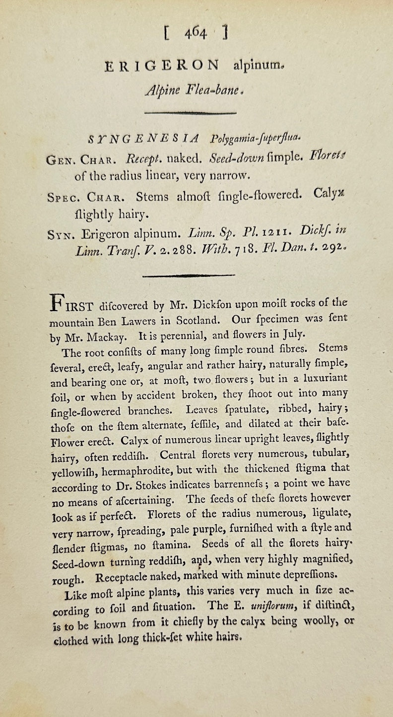 Antique Print - James Sowerby - Erigeron Alpinum - Alpine Fleabane - F1