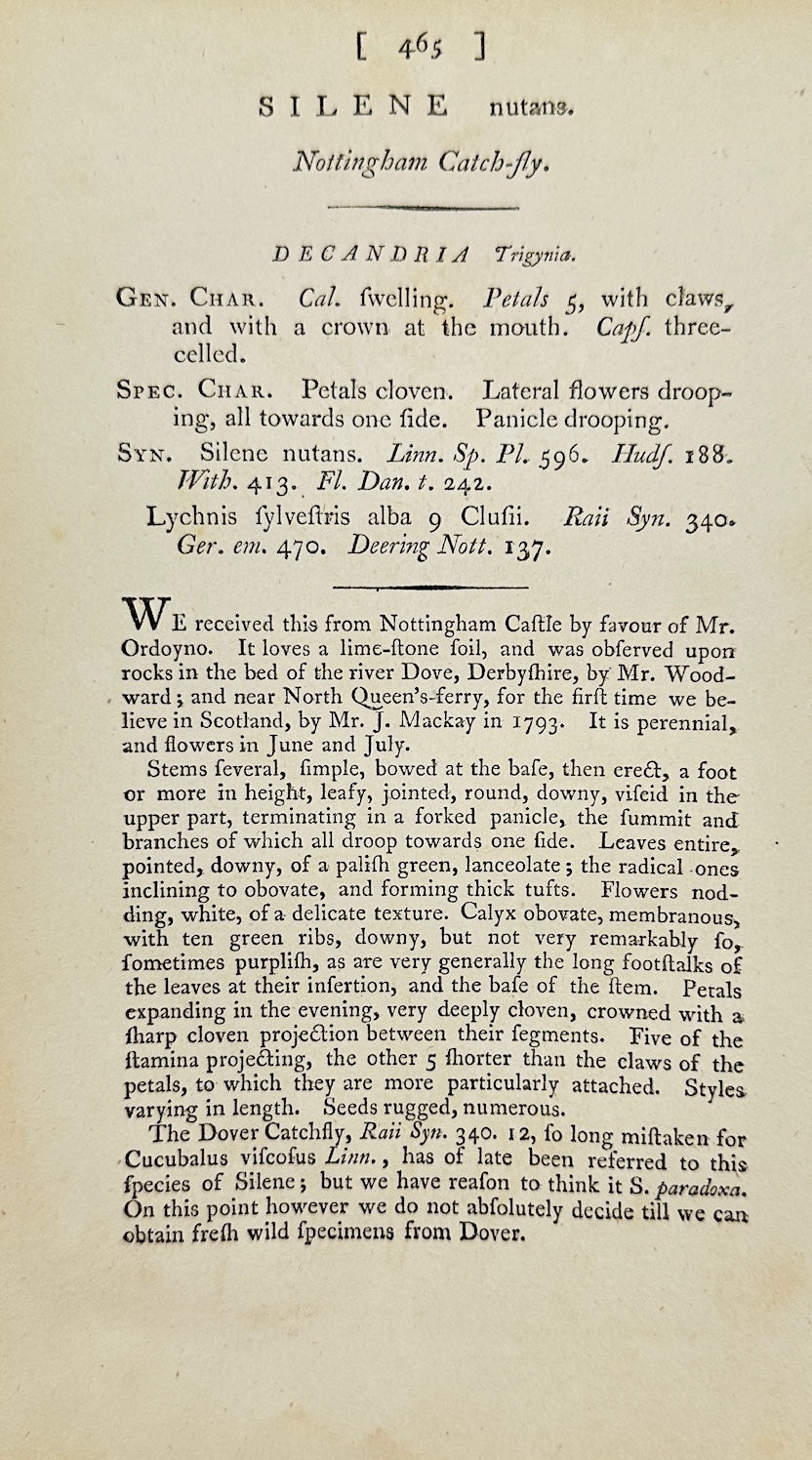 Antique Botanical Print - James Sowerby - Silene Nutans - Nodding Campion - F1