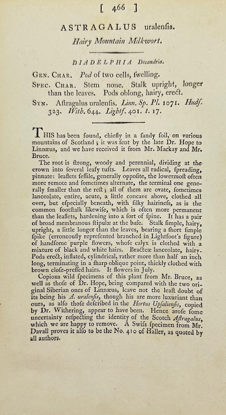 Antique Print - James Sowerby - Astragalus Uralensis - Uralian Milkvetch - F1