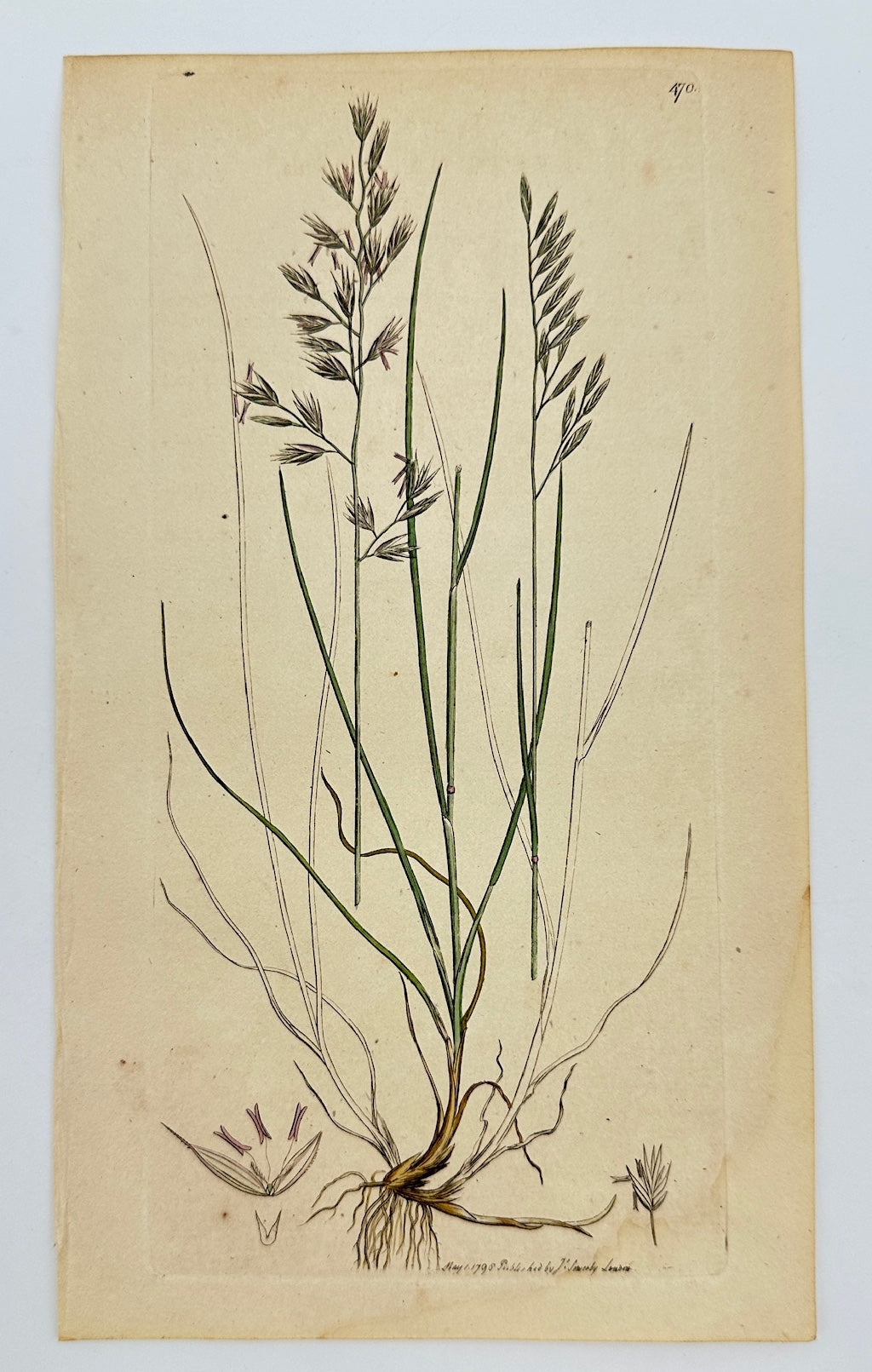 Antique Botanical Print - James Sowerby - Festuca Duriuscula - Hard Fescue - F1