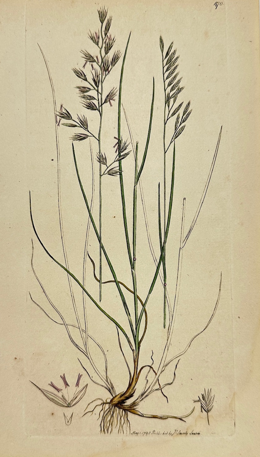 Antique Botanical Print - James Sowerby - Festuca Duriuscula - Hard Fescue - F1