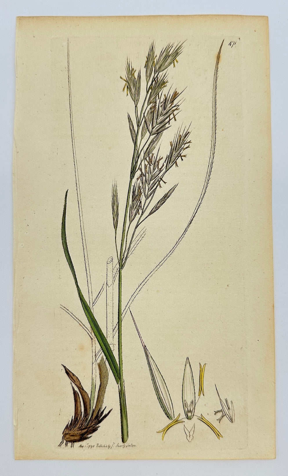 Antique Botanical Print - James Sowerby - Bromus Erectus - Upright Brome - F1