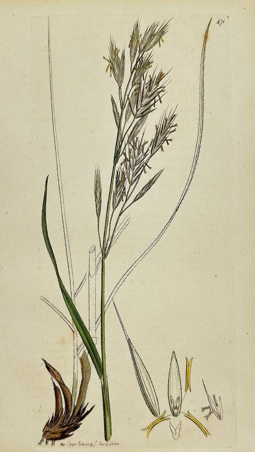 Antique Botanical Print - James Sowerby - Bromus Erectus - Upright Brome - F1
