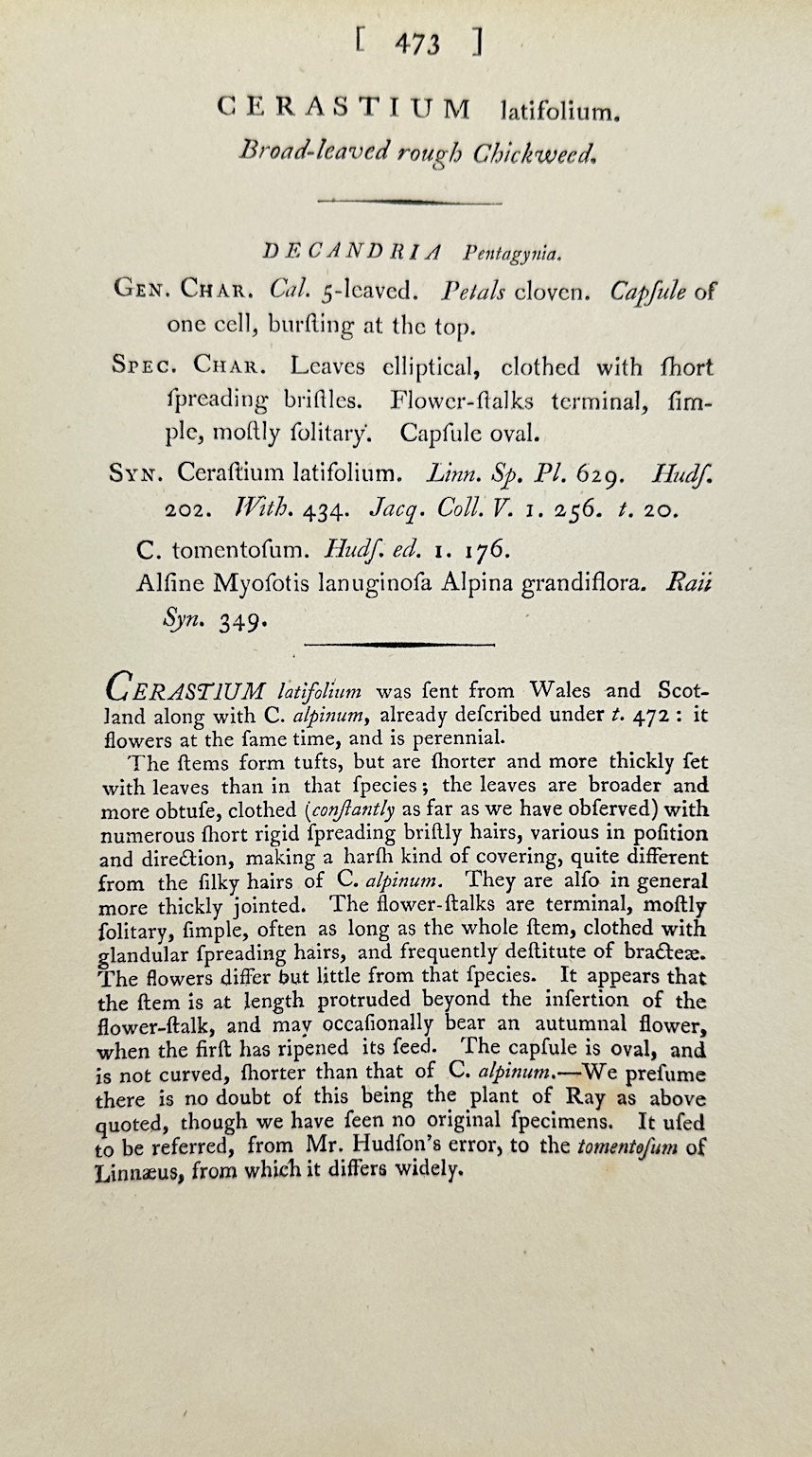 Antique Print - Sowerby - Cerastium Latifolium - Broad-leaved Chickweed - F1