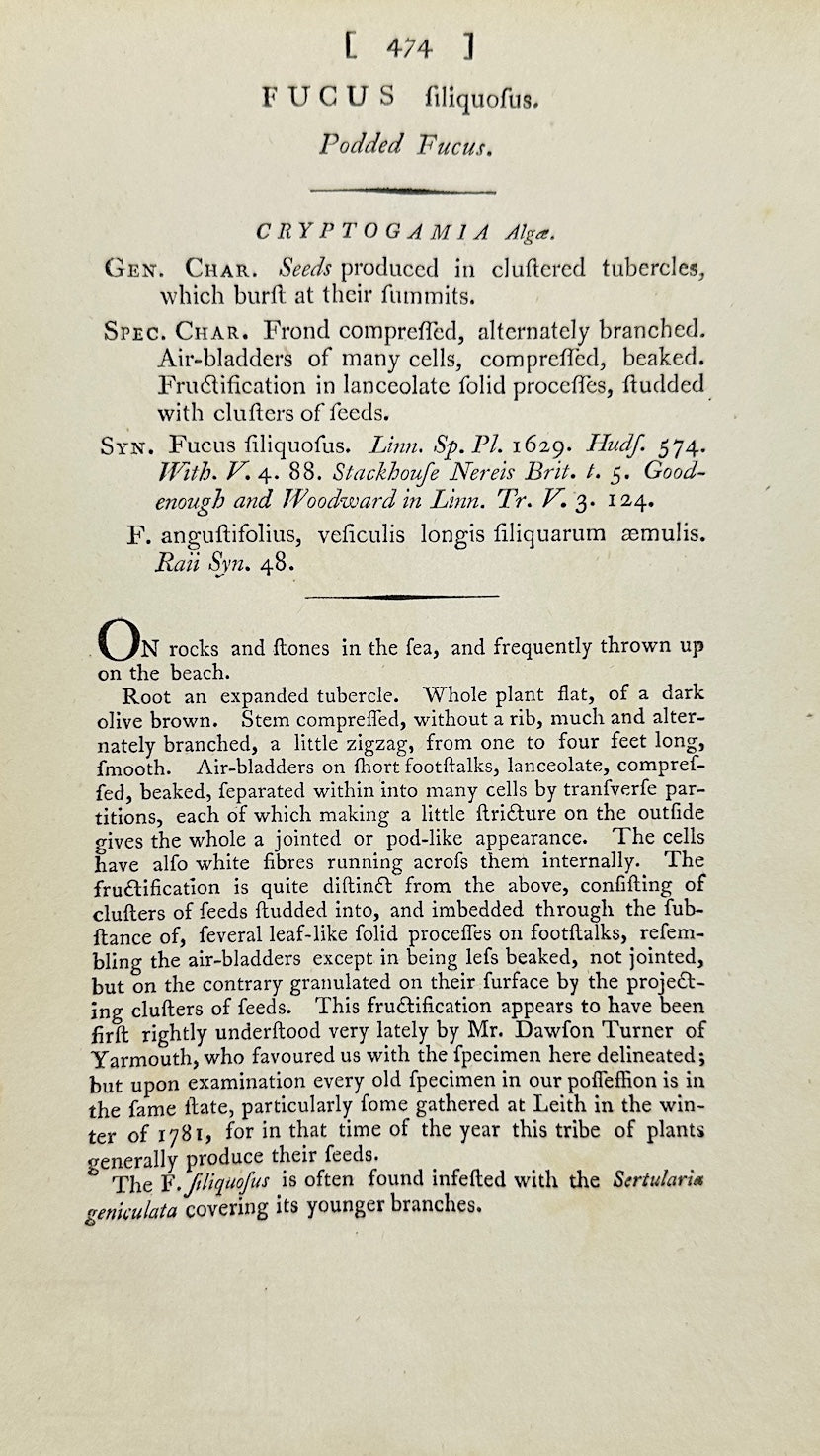 Antique Print - James Sowerby - Fucus Filamentosa - Threadlike Fucus - F1