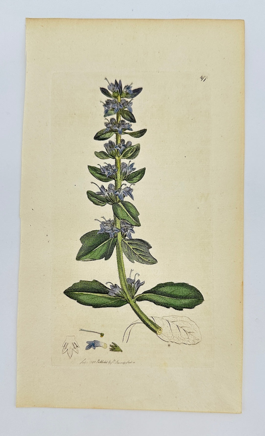 Antique Botanical Print - James Sowerby - Ajuga Alpina - Alpine Bugle - F1
