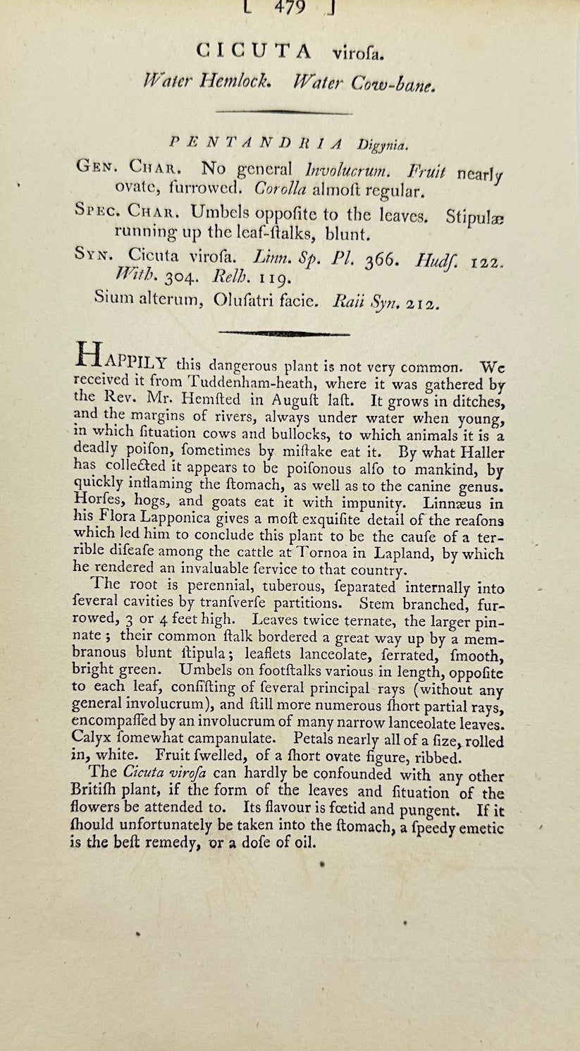 Antique Botanical Print - James Sowerby - Cicuta Virosa - Water Hemlock - F1