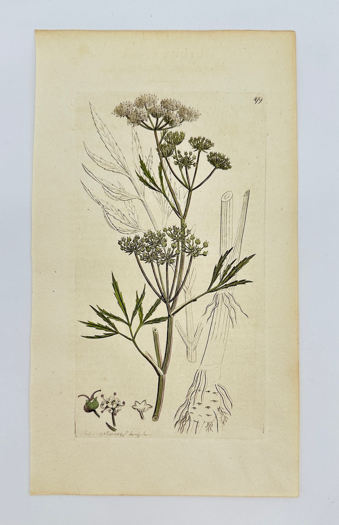 Antique Botanical Print - James Sowerby - Cicuta Virosa - Water Hemlock - F1