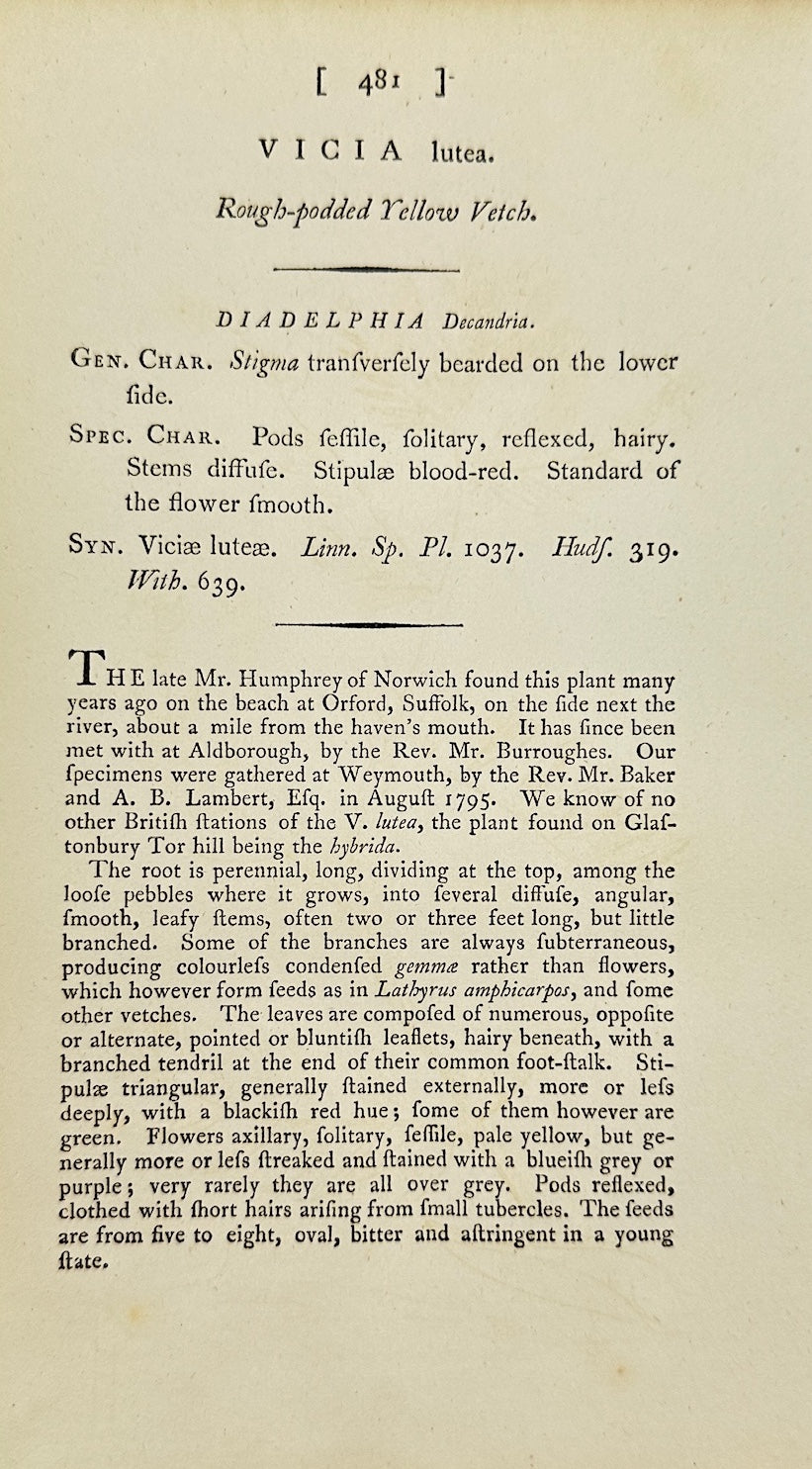 Antique Botanical Print - James Sowerby - Vicia Lutea - Yellow Vetch - F1