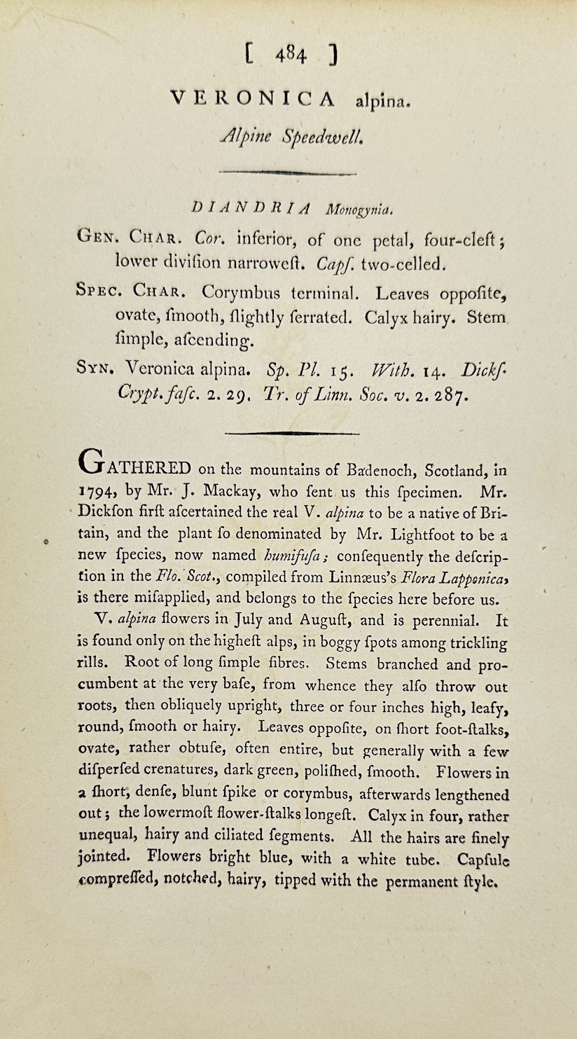 Antique Print - James Sowerby - Veronica Alpina - Alpine Speedwell - F1