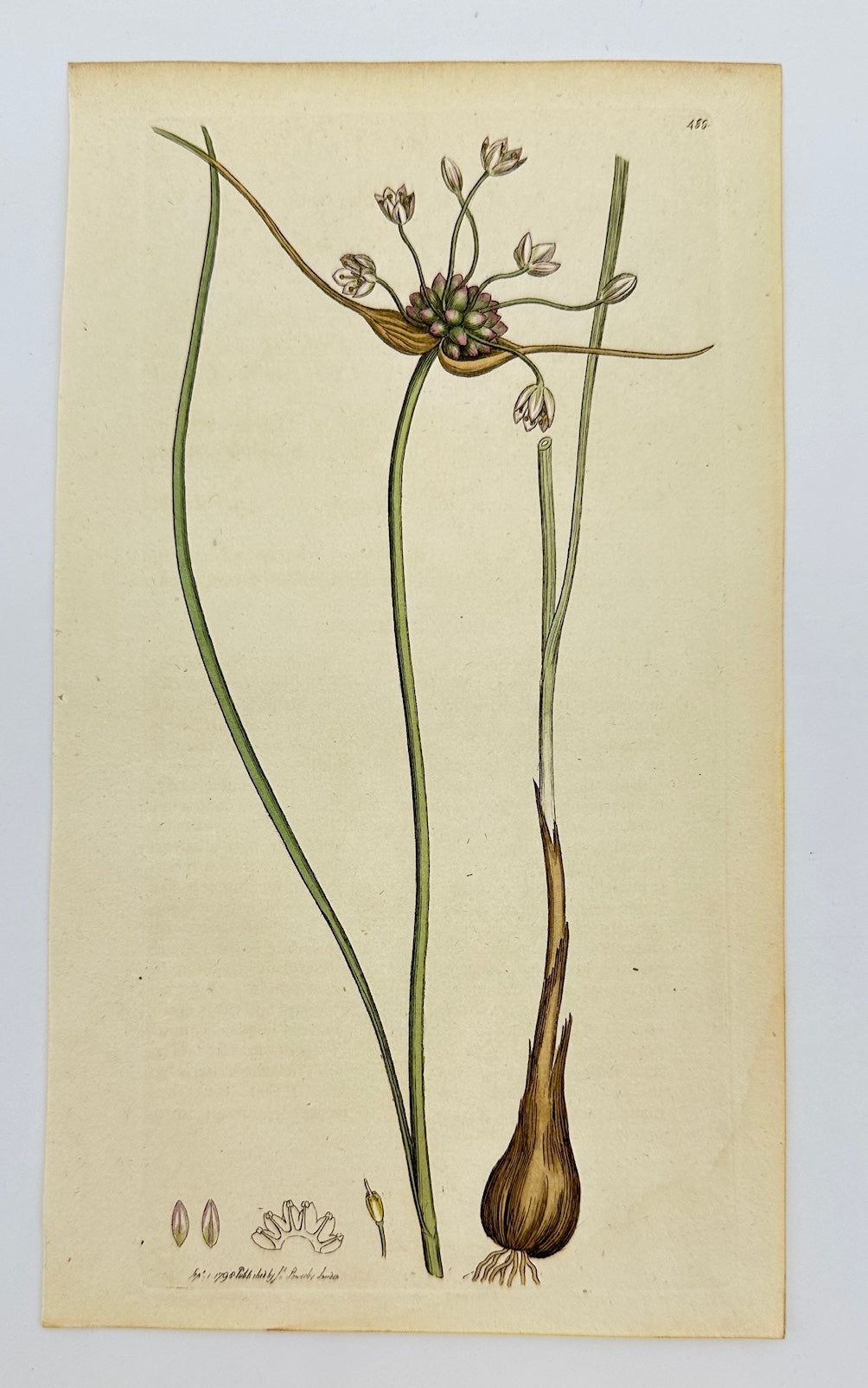 Antique Botanical Print - James Sowerby - Allium Oleraceum - Wild Garlic - F1