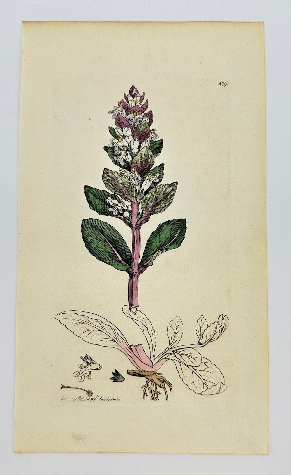 Antique Botanical Print - James Sowerby - Ajuga Reptans - Ground Pine - F1