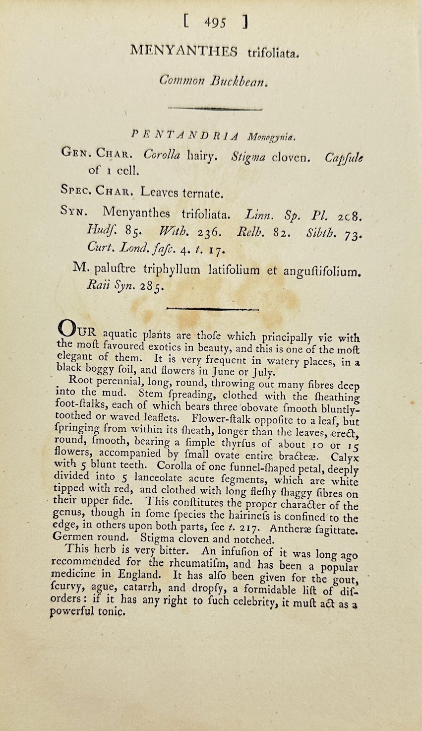 Antique Botanical Print - James Sowerby - Menyanthes Trifoliata - Buckbean - F1