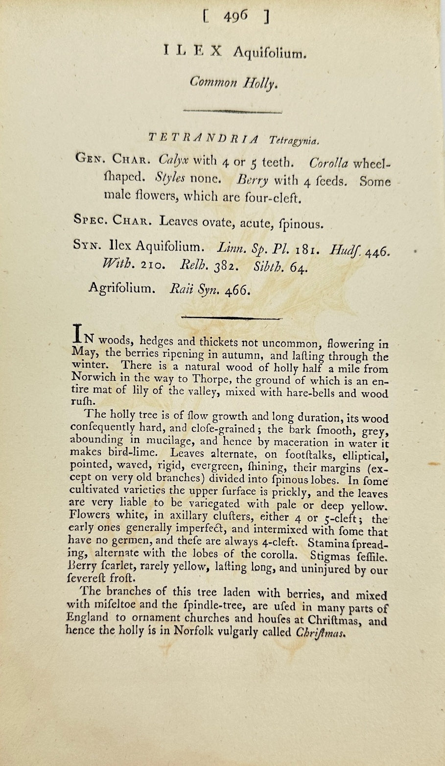Antique Botanical Print - James Sowerby - Llex Aquifolium - Common Holly - F1