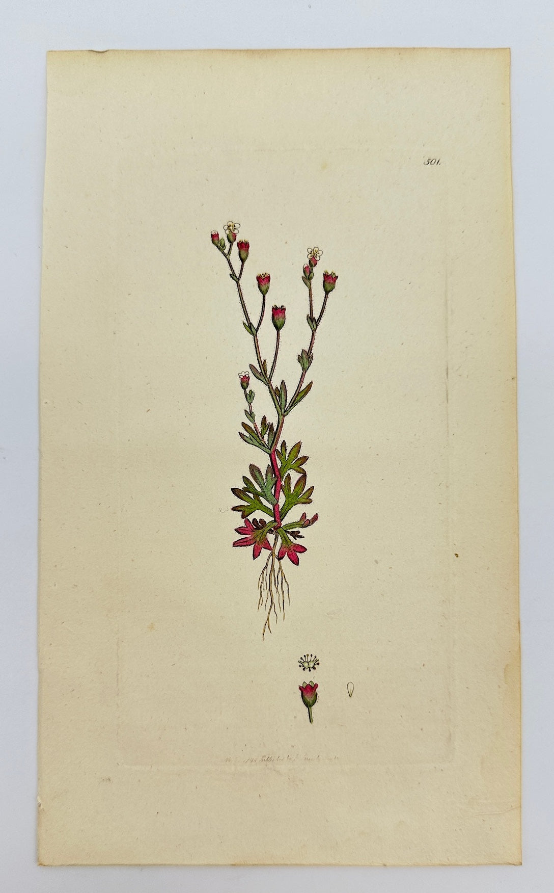 Antique Print - Sowerby - Saxifraga Tridactylites - Rue-leaved Saxifrage - F1