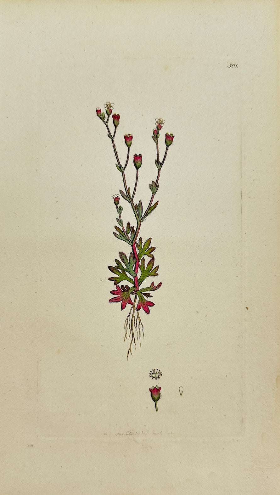 Antique Print - Sowerby - Saxifraga Tridactylites - Rue-leaved Saxifrage - F1