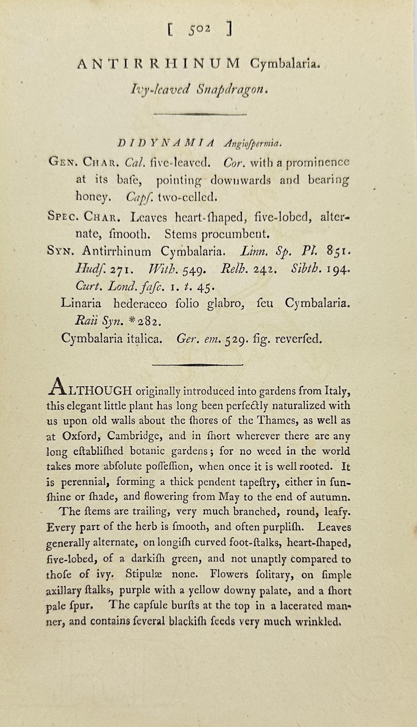 Antique Print - Sowerby - Antirrhinum Cymbalaria - Cymbalaria Snapdragon - F1
