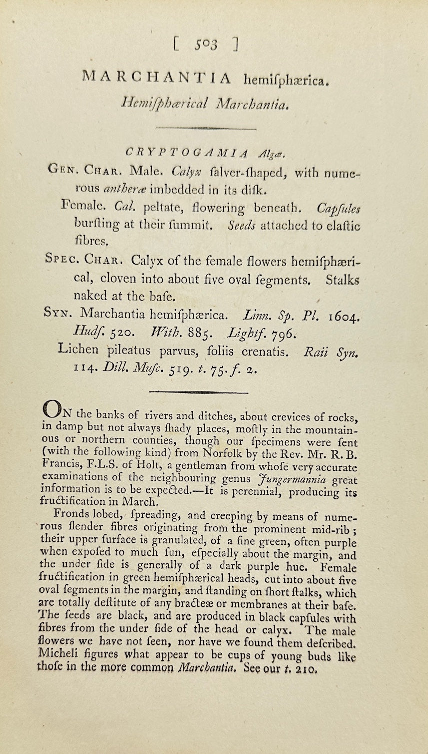 Antique Print - Marchantia Hemisphaerica - Hemispherical Liverwort - F1