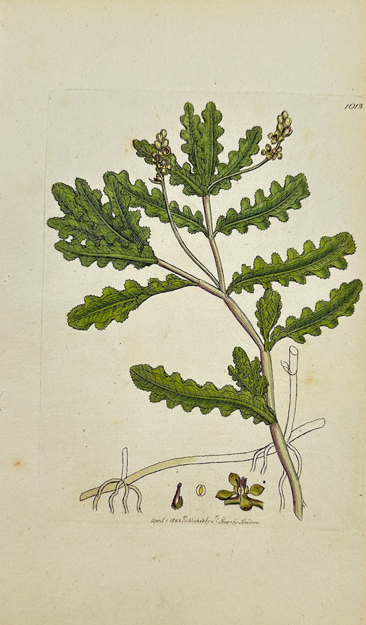 Antique Print - James Sowerby - Potamogeton Crispus - Curly Pondweed - F1