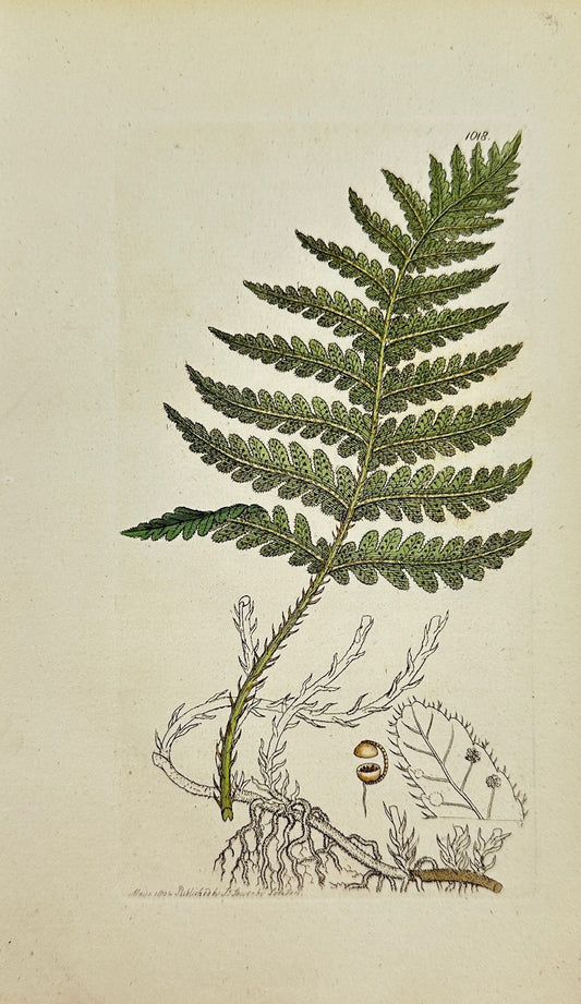 Antique Print - James Sowerby - Polypodium Thelypteris - Thelypteris Fern - F1