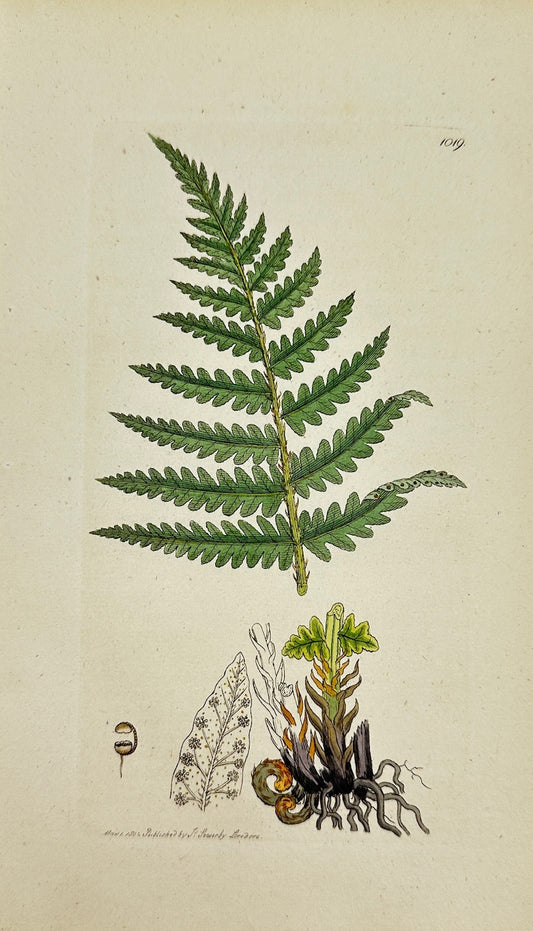 Antique Print - James Sowerby - Polypodium Oreopteris - Mountain Polypody - F1