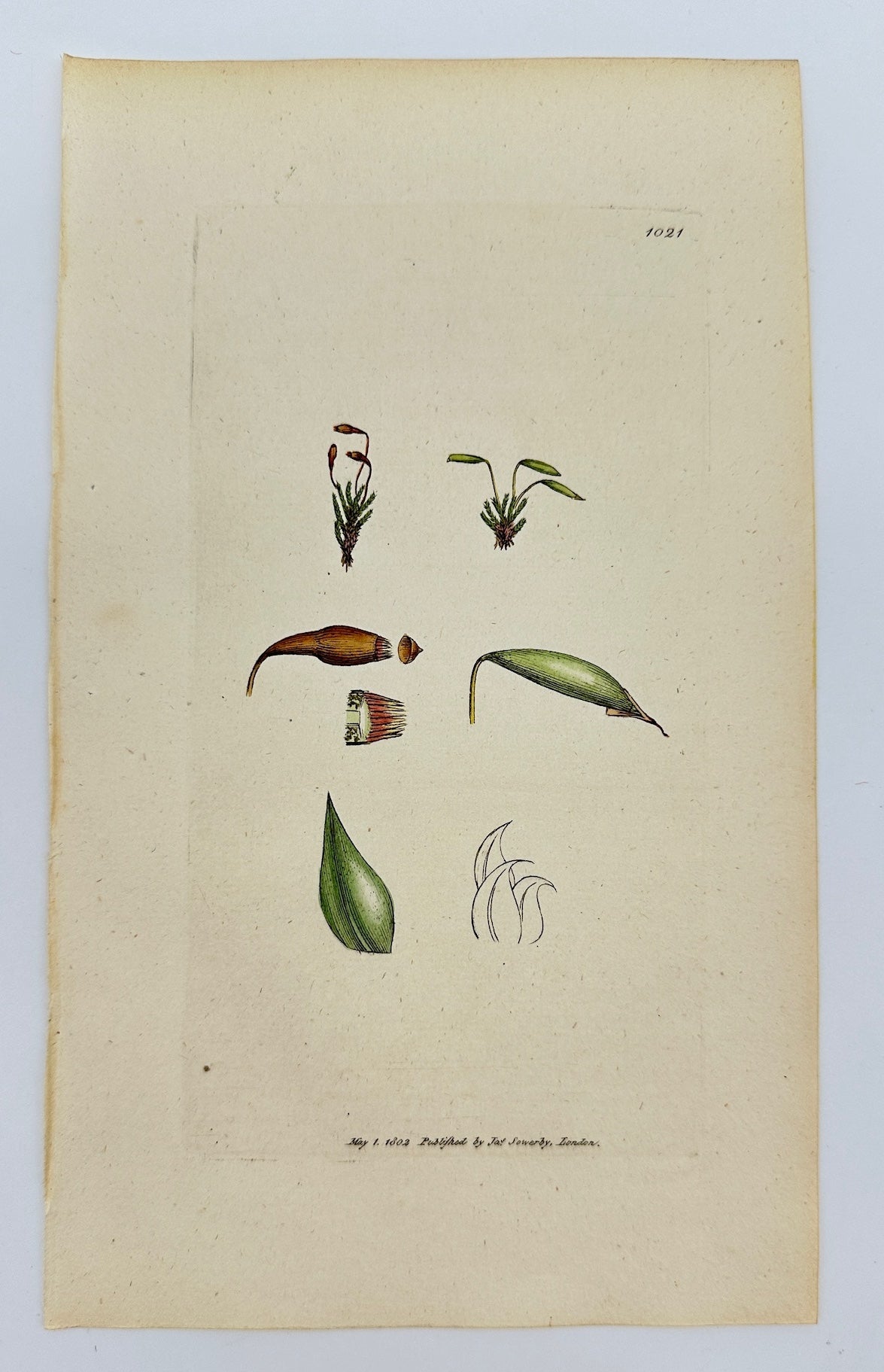 Antique Botanical Print - James Sowerby - Bryum Zierii - Zierian Bryum - F1