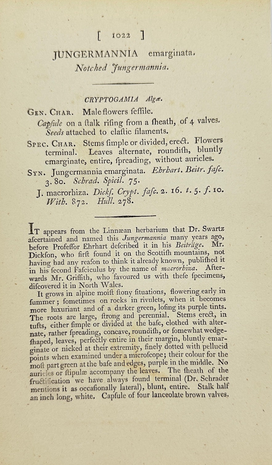 Antique Print - James Sowerby - Jungermannia Emarginata - Notched Liverwort - F1