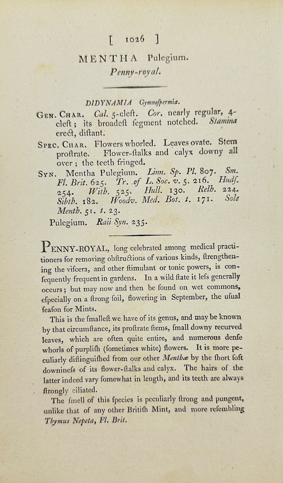Antique Botanical Print - James Sowerby - Mentha Pulegium - Penny-royal - F1
