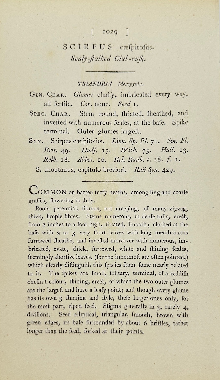 Antique Print - James Sowerby - Scirpus Caespitosus - Bunch Bulrush - F1