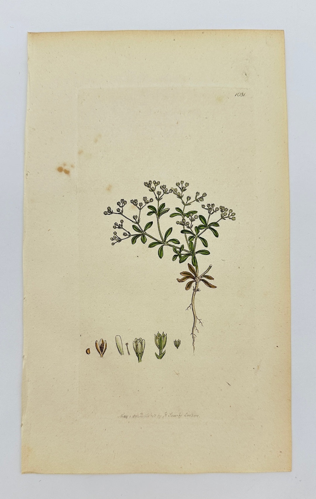 Antique Print - Sowerby - Polycarpon Tetraphyllum - Four-leaved Polycarpon - F1