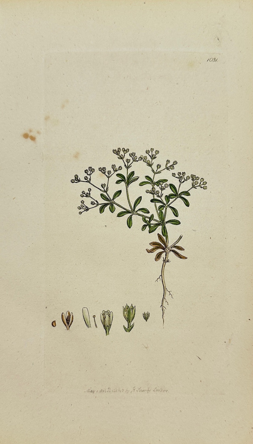 Antique Print - Sowerby - Polycarpon Tetraphyllum - Four-leaved Polycarpon - F1