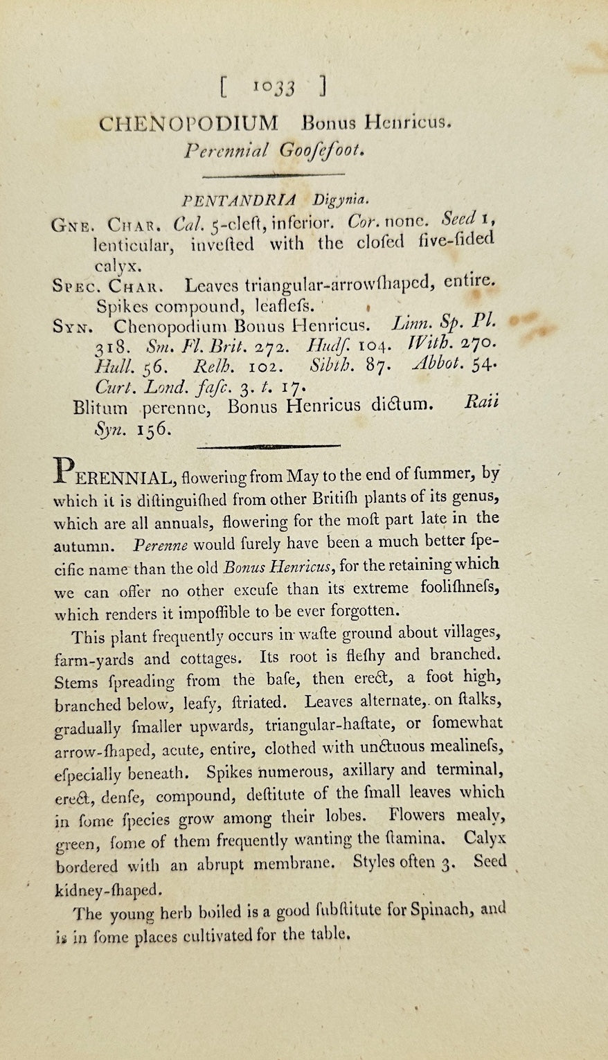 Antique Print - Sowerby - Chenopodium Bonus Henricus - Perennial Goofefoot - F1