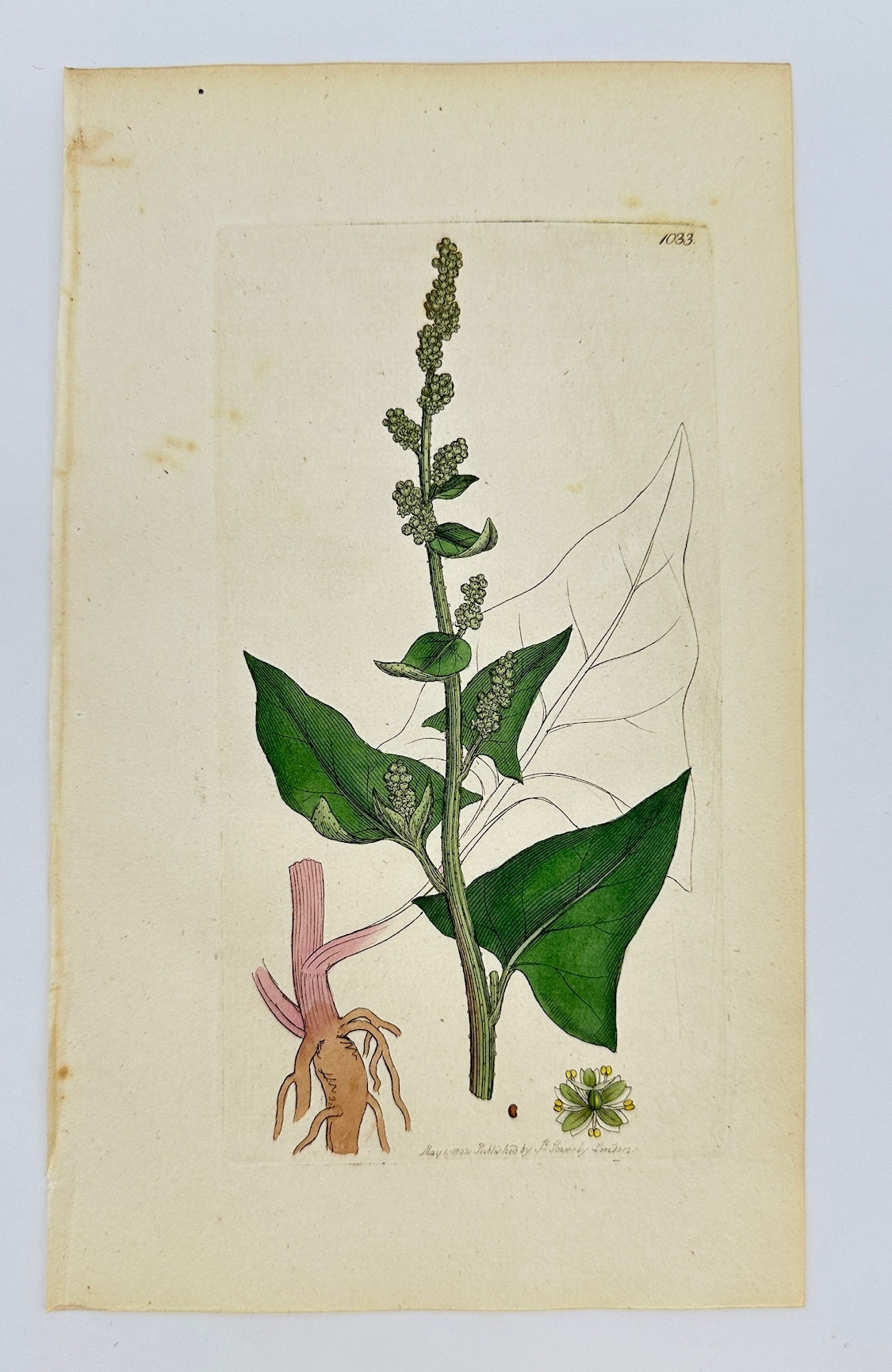Antique Print - Sowerby - Chenopodium Bonus Henricus - Perennial Goofefoot - F1