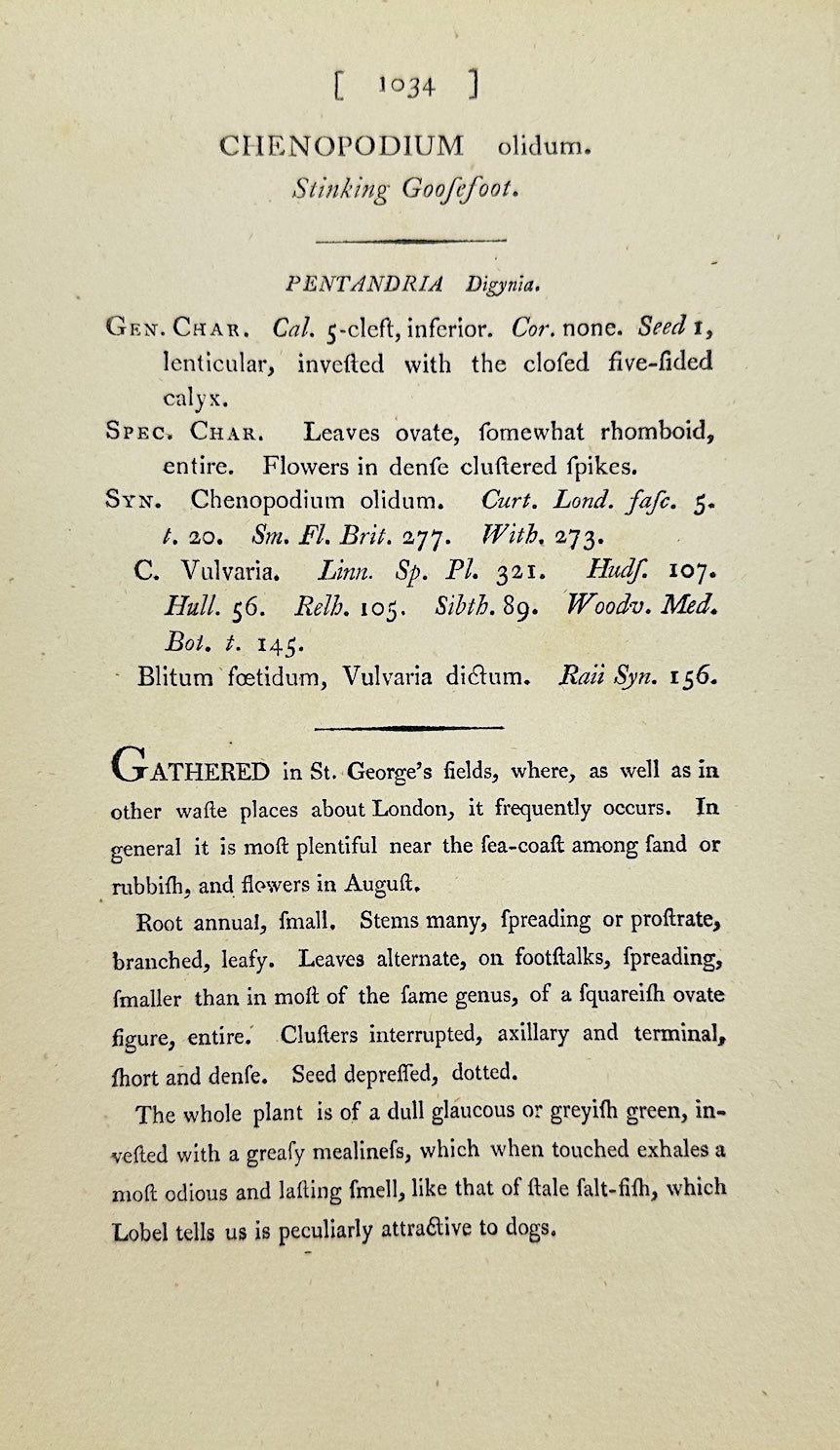 Antique Print - James Sowerby - Chenopodium Olidum - Stinking Goofefoot - F1