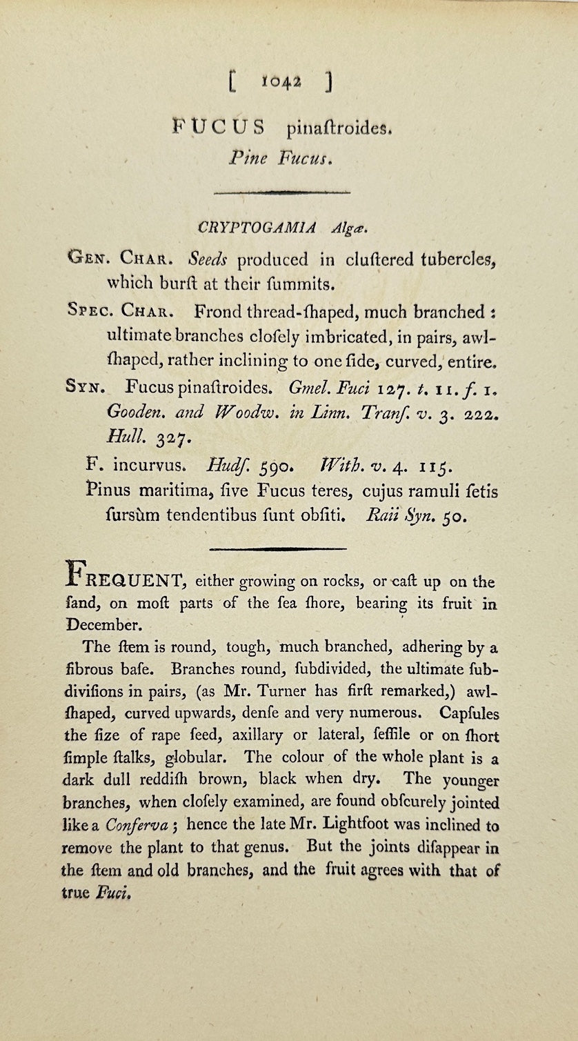 Antique Botanical Print - James Sowerby - Fucus Pinaſtroides - Pine Fucus - F1