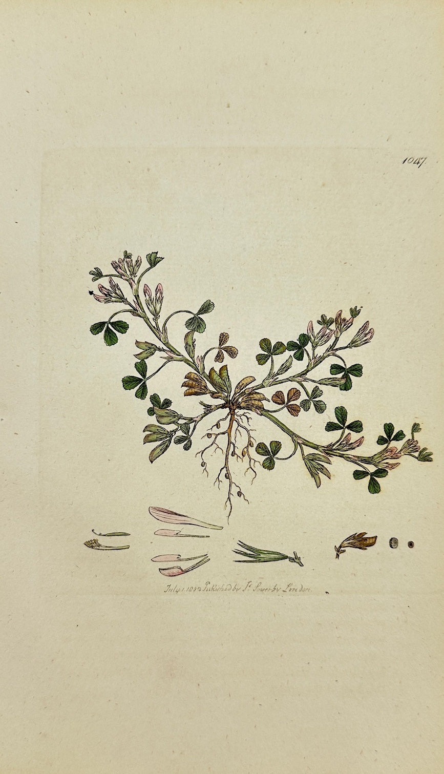 Antique Print - Sowerby - Trifolium Ornithopodioides - Bird's-foot Clover - F1