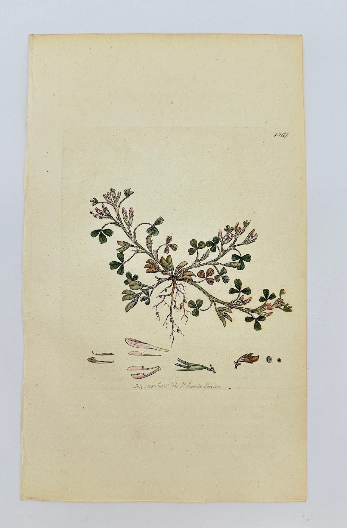 Antique Print - Sowerby - Trifolium Ornithopodioides - Bird's-foot Clover - F1