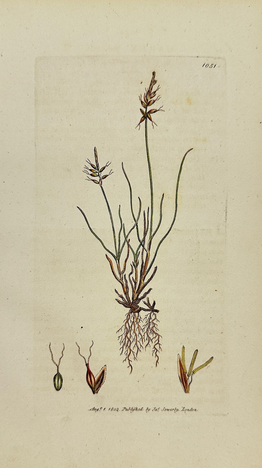 Antique Botanical Print - James Sowerby - Carex Pulicaris - Flea Carex - F1