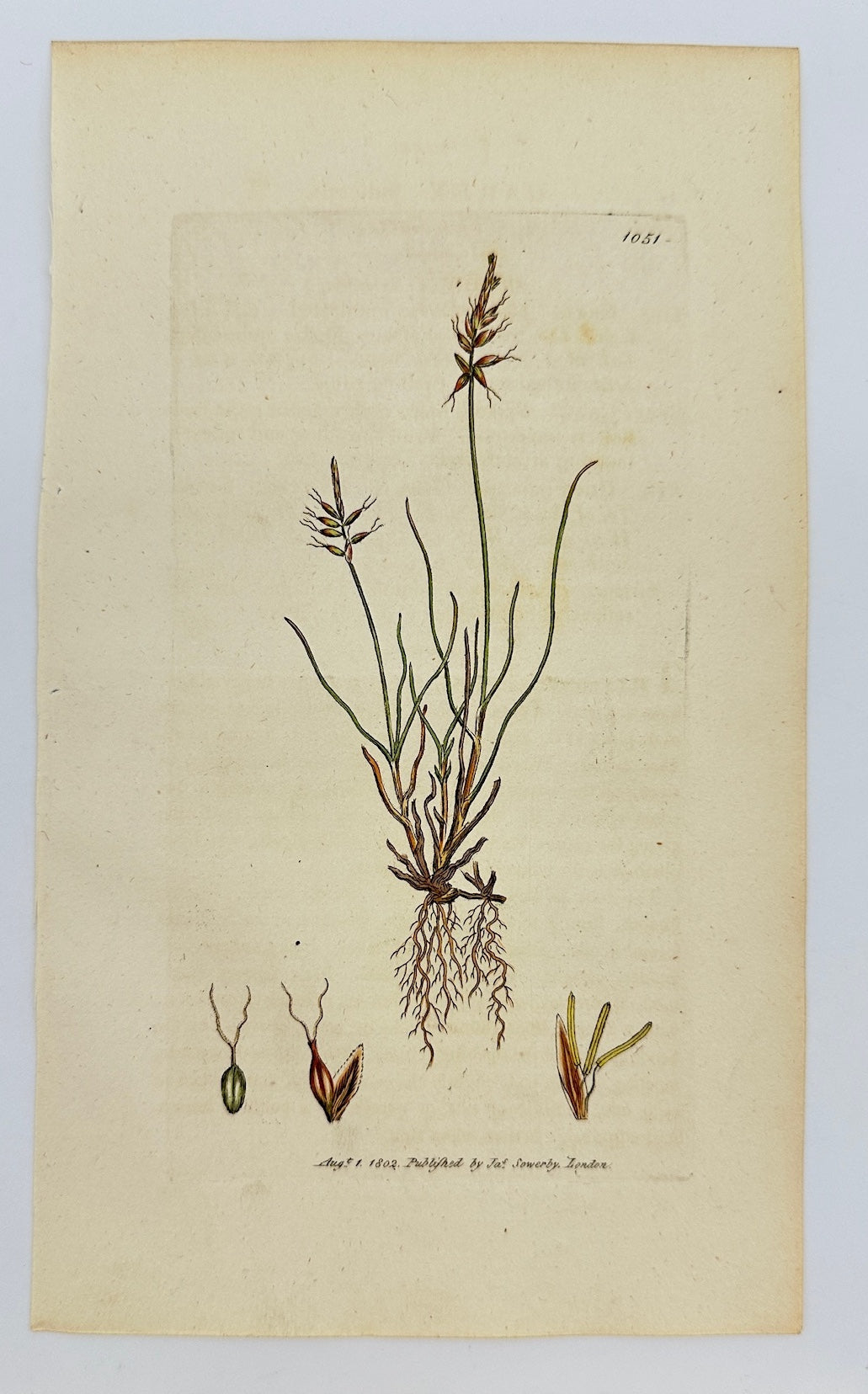 Antique Botanical Print - James Sowerby - Carex Pulicaris - Flea Carex - F1
