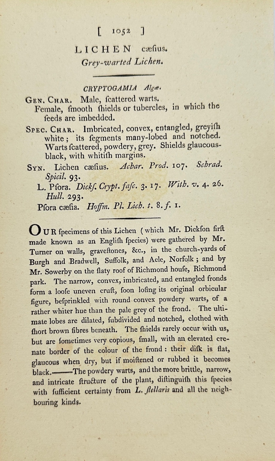 Antique Print - James Sowerby - Lichen Cæfius - Grey-warted Lichen - F1