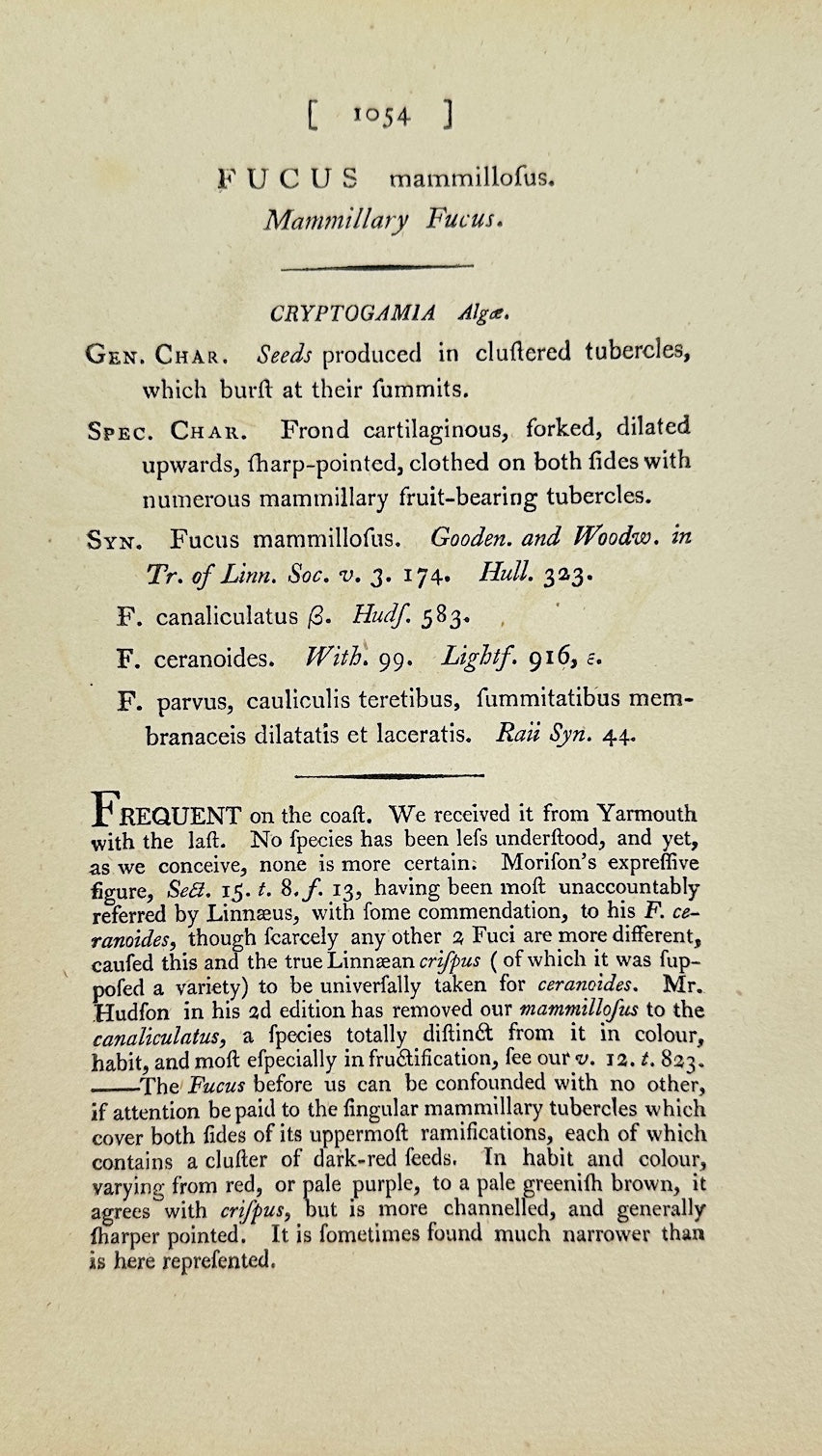 Antique Print - James Sowerby - Fucus Mammillofus - Mammillary Fucus - F1