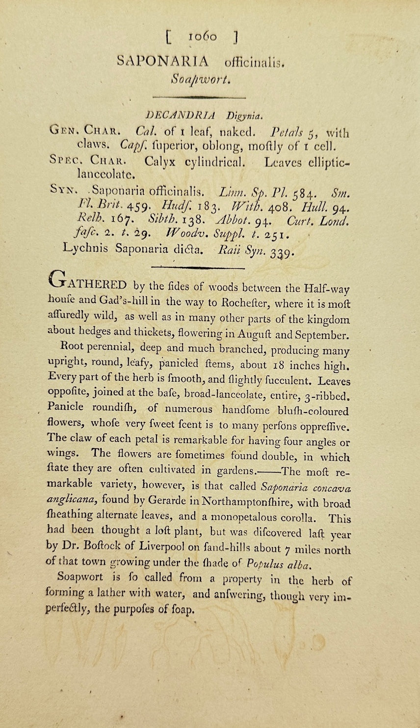 Antique Botanical Print - James Sowerby - Saponaria Officinalis - Soapwort - F1